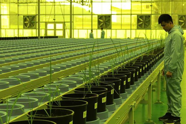 省委副書記率省委農(nóng)辦領(lǐng)導(dǎo)調(diào)研水稻表型智慧平臺(圖4)